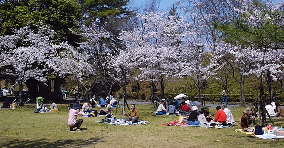 Cherry Blossom Time!