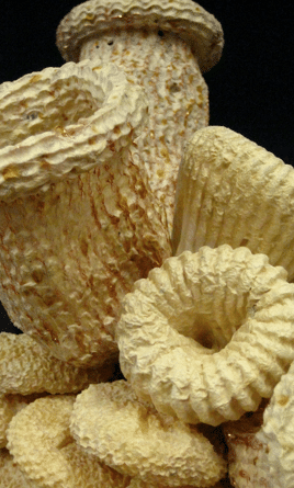 close up of paper coral