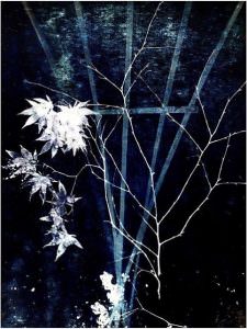 Cyanotype by Jeannine Mullan