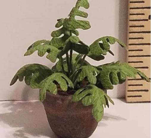 Montsera Plant Miniature