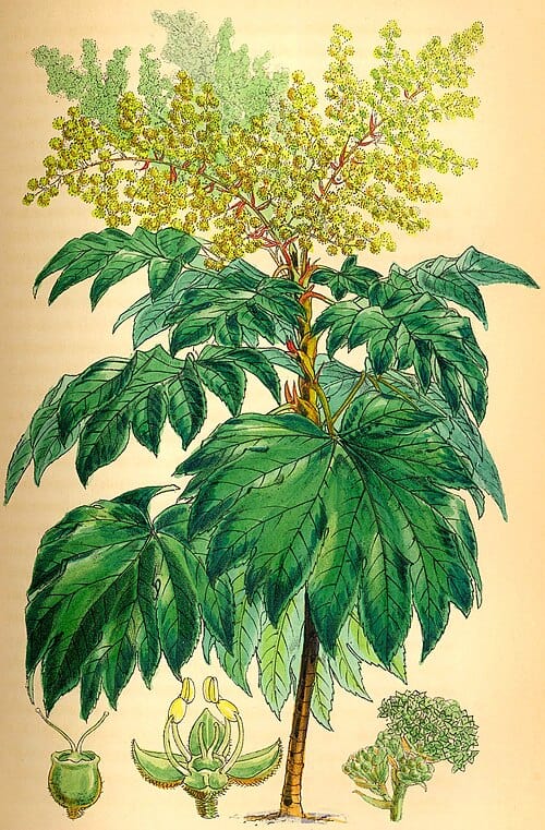 Rice Paper Plant Fitch